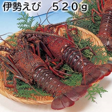 伊勢えび 520ｇ