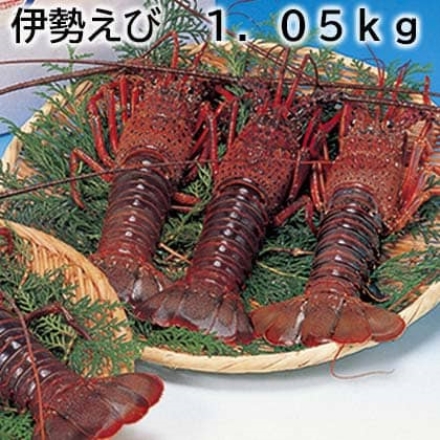 伊勢えび 1.05ｋｇ