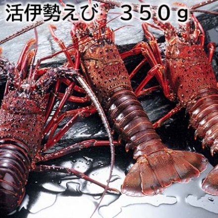 活伊勢えび 350ｇ