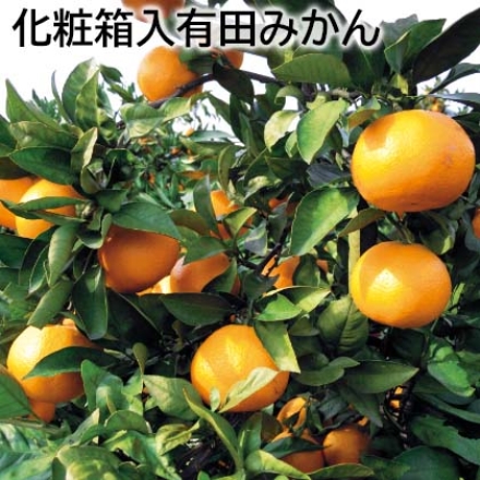 化粧箱入有田みかん 5kg（MまたはL：40～45個）