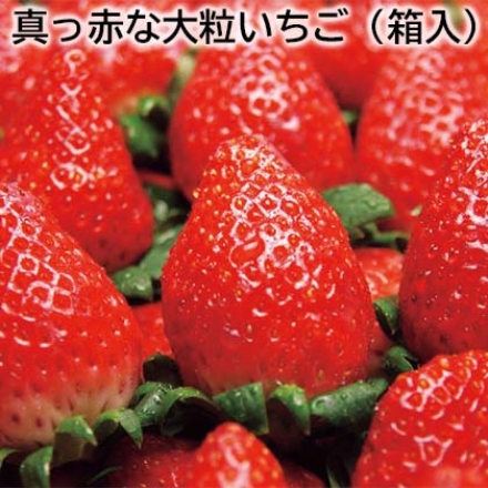真っ赤な大粒いちご（箱入） 800g（2L～3L混）