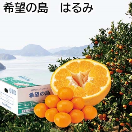 希望の島 はるみ 3kg（ML：16～21個）