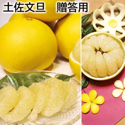 土佐文旦 贈答用 5kg（L～3L：9～12個）