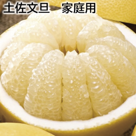 土佐文旦 家庭用 5kg（L～5L混：7～12個）
