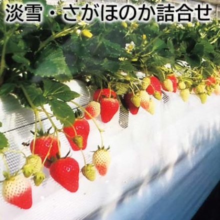 淡雪・さがほのか詰合せ 淡雪・さがほのか 各235g(6～15個)