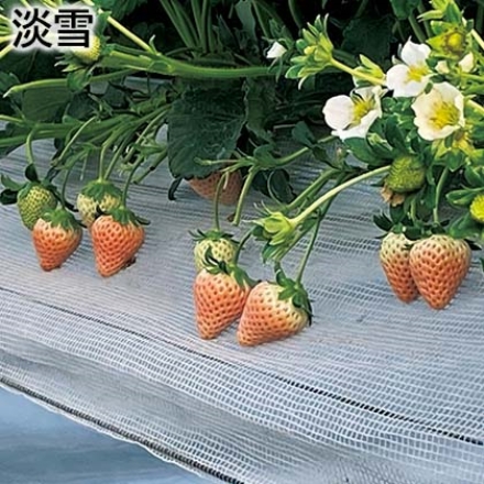 淡雪 235g(6～15個)×2