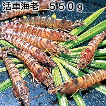 活車海老 550ｇ