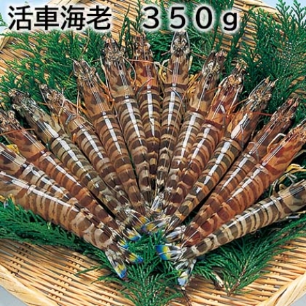 活車海老 350ｇ