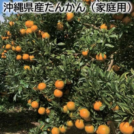 沖縄県産たんかん（家庭用） 5kg(S～3L混：20～56個)