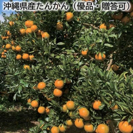 沖縄県産たんかん（優品・贈答可） 4kg(M～2L混：18～35個)