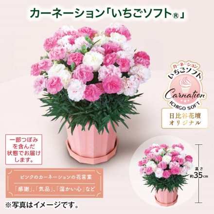 カーネーション「 いちごソフト（Ｒ） 」 サイズ（約）＝高さ35cm 鉢／直径15cm（5号鉢） 母の日 送料込み