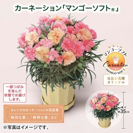 カーネーション「 マンゴーソフト（Ｒ） 」 サイズ（約）＝高さ35cm 鉢／直径15cm（5号鉢） 母の日 送料込み