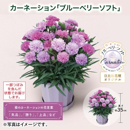 カーネーション「 ブルーベリーソフト 」 サイズ（約）＝高さ35cm 鉢／直径15cm（5号鉢） 母の日 送料込み