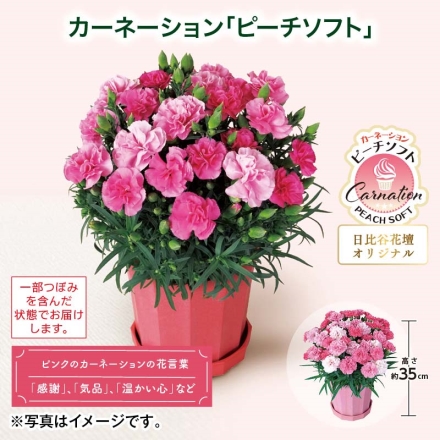 カーネーション「 ピーチソフト 」 サイズ（約）＝高さ35cm 鉢／直径15cm（5号鉢） 母の日 送料込み