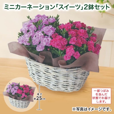 ミニカーネーション「 スイーツ 」2鉢セット 2鉢 サイズ（約）＝高さ25cm 鉢／直径12cm（4号鉢） バスケット／幅30×奥行19×高さ15cm 母の日 送料込み