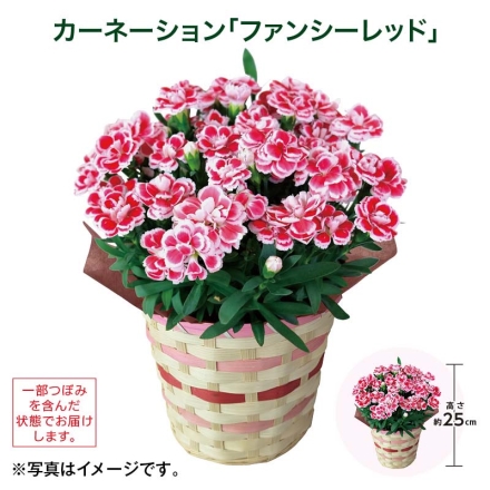 カーネーション「 ファンシーレッド 」 サイズ（約）＝高さ25cm 鉢／直径15cm（5号鉢） 母の日 送料込み
