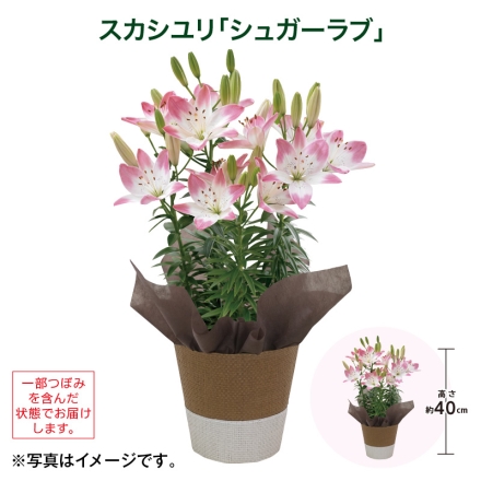 スカシユリ「 シュガーラブ 」 サイズ（約）＝高さ40cm 鉢／直径15cm（5号鉢） 母の日 送料込み