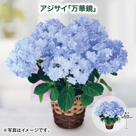 アジサイ「 万華鏡 」 サイズ（約）＝高さ50cm 鉢／直径15cm（5号鉢） 母の日 送料込み
