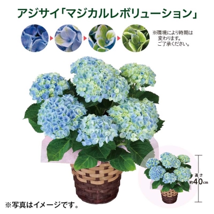 アジサイ「 マジカルレボリューション 」 サイズ（約）＝高さ40cm 鉢／直径15cm（5号鉢） 母の日 送料込み