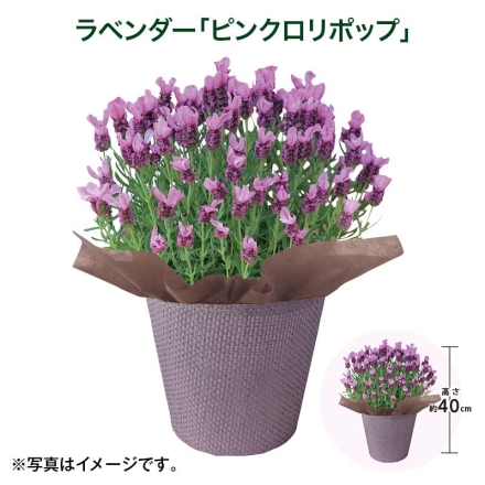 ラベンダー「 ピンクロリポップ 」 サイズ（約）＝高さ40cm 鉢／直径15cm（5号鉢） 母の日 送料込み