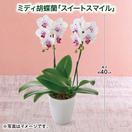 ミディ胡蝶蘭「 スイートスマイル 」 サイズ（約）＝高さ40cm 鉢／直径12cm（4号鉢） 母の日 送料込み