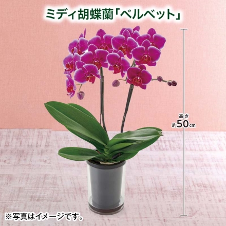 ミディ胡蝶蘭「 ベルベット 」 サイズ（約）＝高さ50cm 鉢／直径12cm（4号鉢） 母の日 送料込み