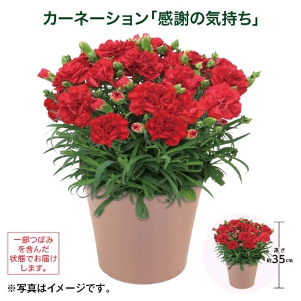 カーネーション「 感謝の気持ち 」 サイズ（約）＝高さ35cm 鉢／直径15cm（5号鉢） 母の日 送料込み