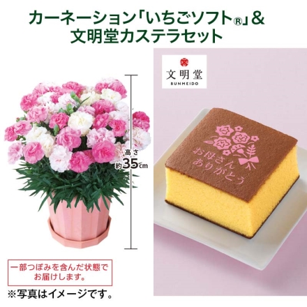 カーネーション「 いちごソフト（Ｒ） 」＋文明堂カステラセット 「 いちごソフト（Ｒ） 」［サイズ（約）＝高さ35cm 鉢／直径15cm（5号鉢） 母の日 送料込み