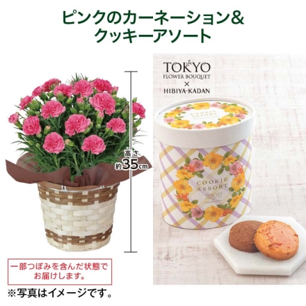 ピンクのカーネーション＋東京フラワーブーケクッキーアソートセット ピンクのカーネーション［サイズ（約）＝高さ35cm 鉢／直径15cm（5号鉢） 母の日 送料込み