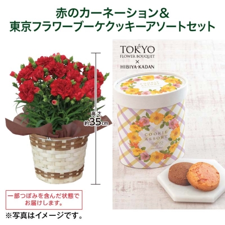赤のカーネーション＋東京フラワーブーケクッキーアソートセット 赤のカーネーション［サイズ（約）＝高さ35cm 鉢／直径15cm（5号鉢） 母の日 送料込み
