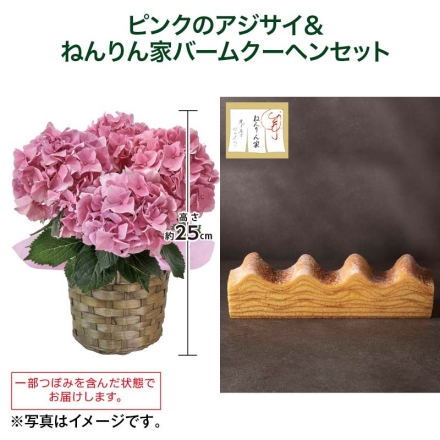 ピンクのアジサイ＋ねんりん家バームクーヘンセット ピンクのアジサイ［サイズ（約）＝高さ25cm 鉢／直径12cm（4号鉢） 母の日 送料込み