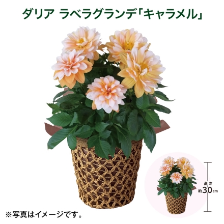 ダリア ラベラグランデ「 キャラメル 」 サイズ（約）＝高さ30cm 鉢／直径15cm（5号鉢） 母の日 送料込み