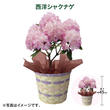 西洋シャクナゲ サイズ（約）＝高さ45cm 鉢／直径15cm（5号鉢） 母の日 送料込み