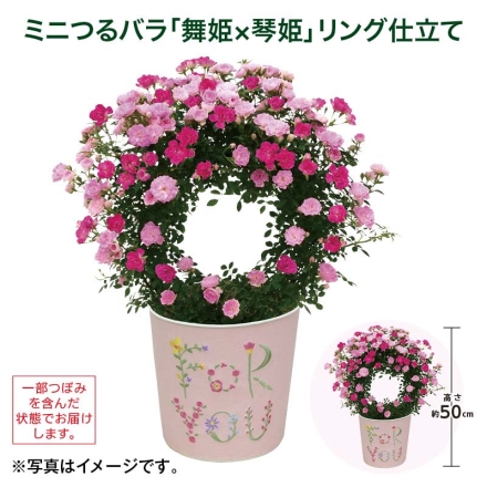 ミニつるバラ「 舞姫×琴姫 」リング仕立て サイズ（約）＝高さ50cm 鉢／直径15cm（5号鉢） 母の日 送料込み