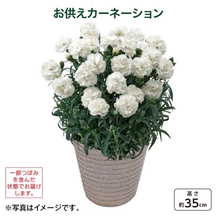 お供えカーネーション サイズ（約）＝高さ35cm 鉢／直径15cm（5号鉢） 母の日 送料込み