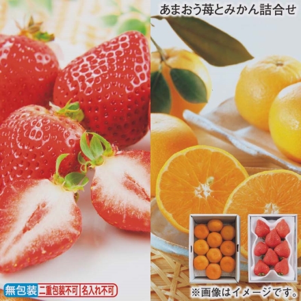 お歳暮のし付き あまおう苺とみかん詰合せ あまおう250g（6～12個）、みかん1.2kg