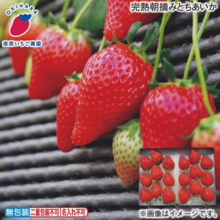 お歳暮のし付き 完熟朝摘みとちあいか 280g×2