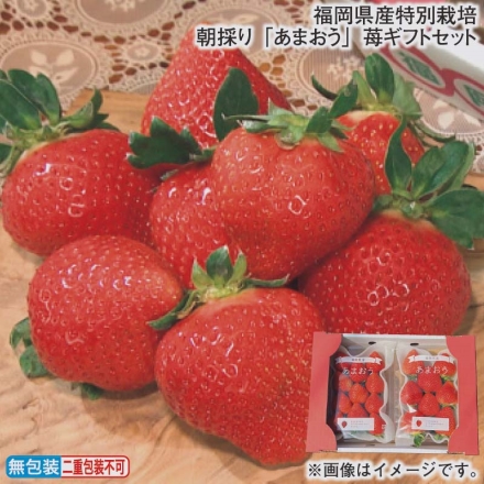 お歳暮のし付き 福岡県産特別栽培 朝採り「 あまおう 」苺ギフトセット 540g（2パック）