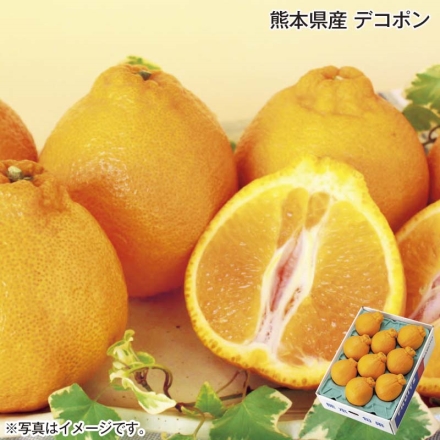 熊本県産 デコポン 2.2kg（6～10個）