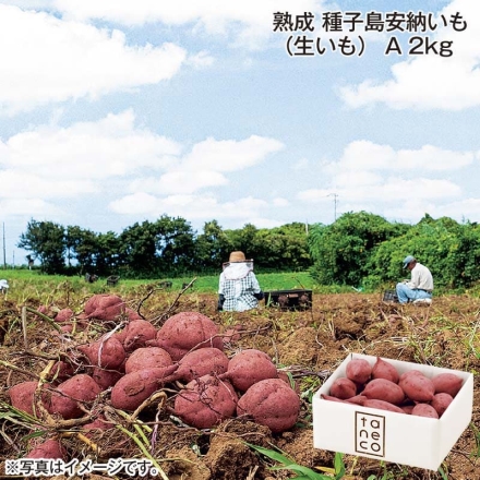 熟成 種子島安納いも（生いも）Ａ 2ｋｇ