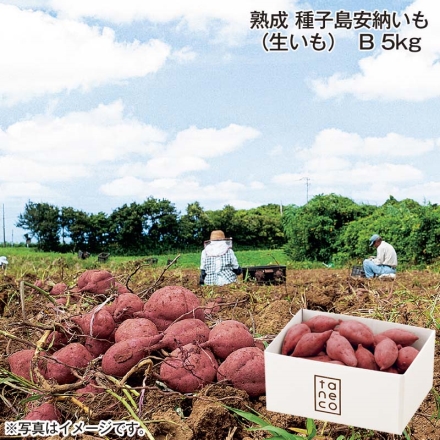 熟成 種子島安納いも（生いも）Ｂ 5ｋｇ