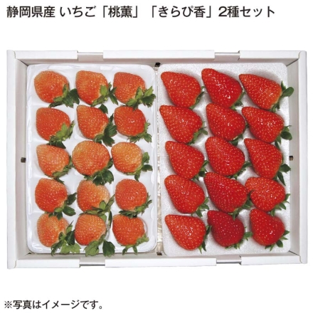 静岡県産 いちご「 桃薫 」「 きらぴ香 」2種セット