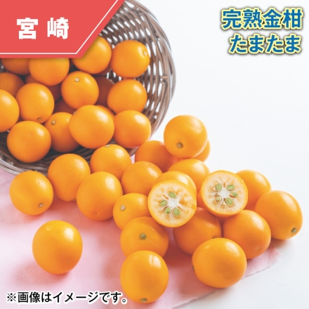 完熟金柑 たまたま 700g