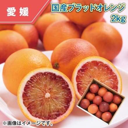 国産ブラッドオレンジ2ｋｇ