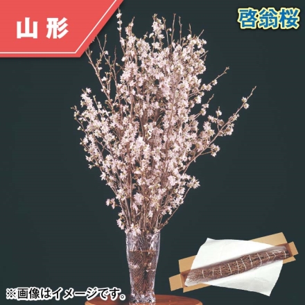 啓翁桜 9～13本
