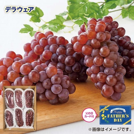 父の日 2025年6月12日から6月15日の間にお届け デラウェア 900g（5～9房） ギフト プレゼント