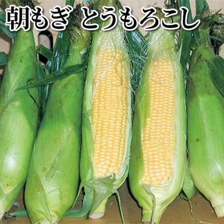 朝もぎ とうもろこし 3.5kg(10本)