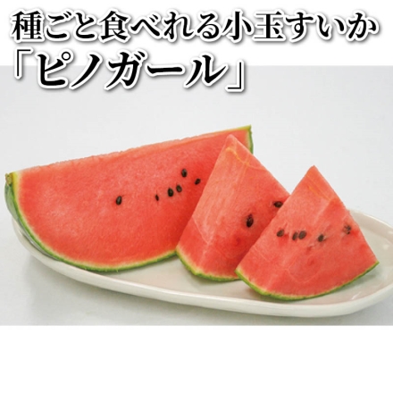 種ごと食べれる小玉すいか「 ピノガール 」 1.3kg