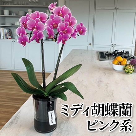 ミディ胡蝶蘭 ピンク系 ピンク系 2本立、給水タンブラーポット付 サイズ（約）＝高さ40ｃｍ 鉢／直径11ｃｍ（4号鉢）