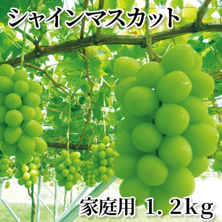 シャインマスカット 家庭用 1.2ｋｇ
